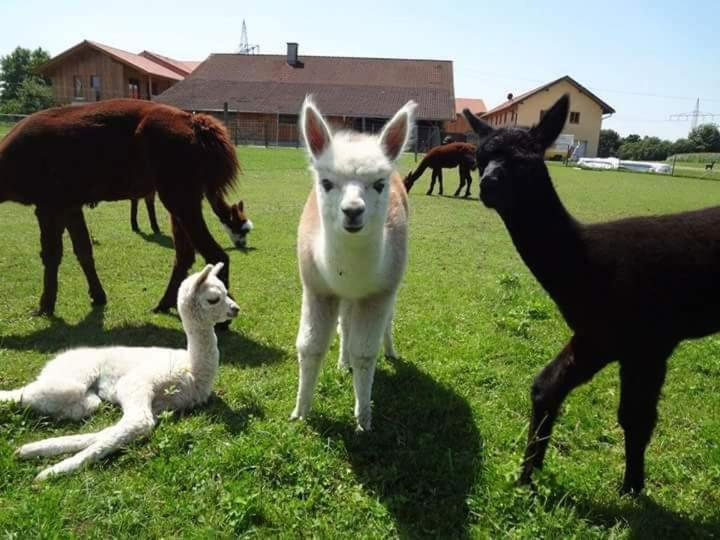 Appartamento Niedergerner Alpaka Ranch Haiming Esterno foto