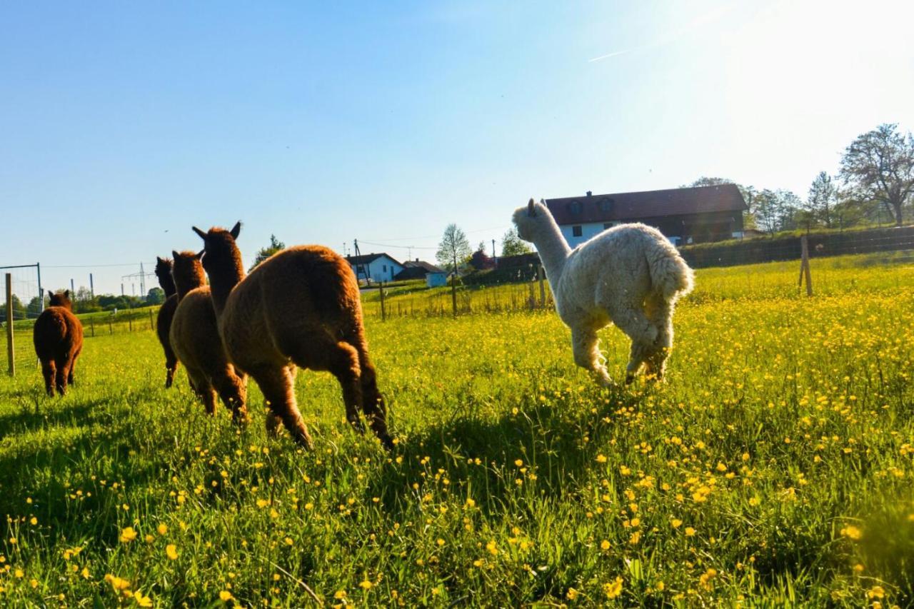 Appartamento Niedergerner Alpaka Ranch Haiming Esterno foto